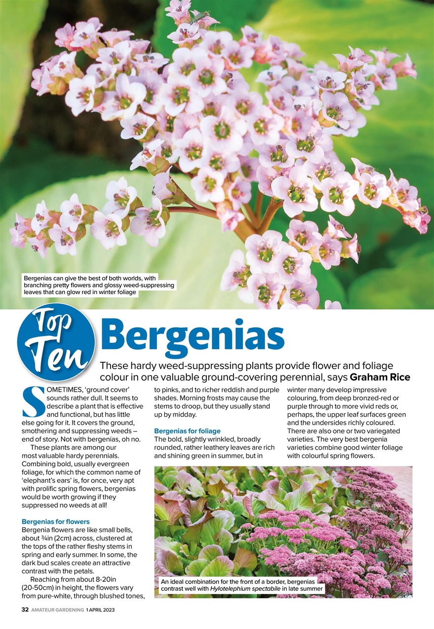 Amateur Gardening Preview Pages