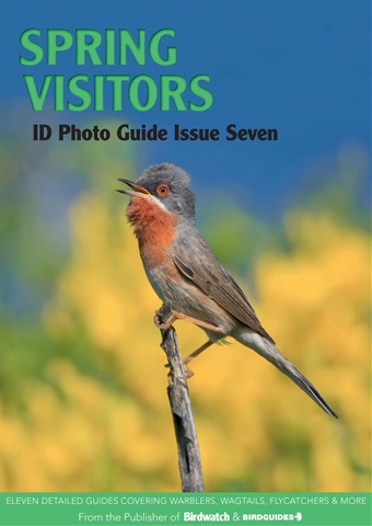 Spring Visitors issue Spring Visitors