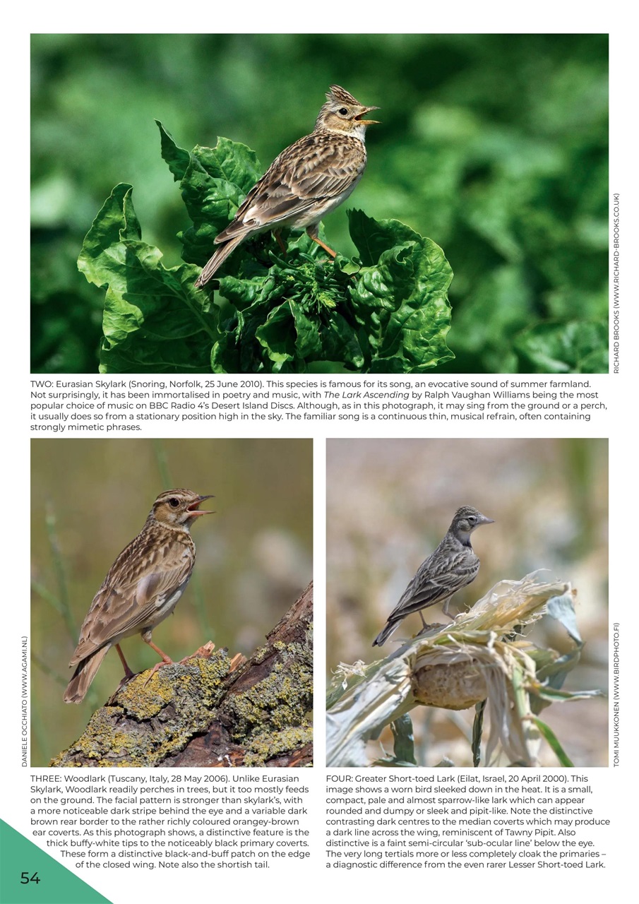 Birdwatch Magazine Preview Pages