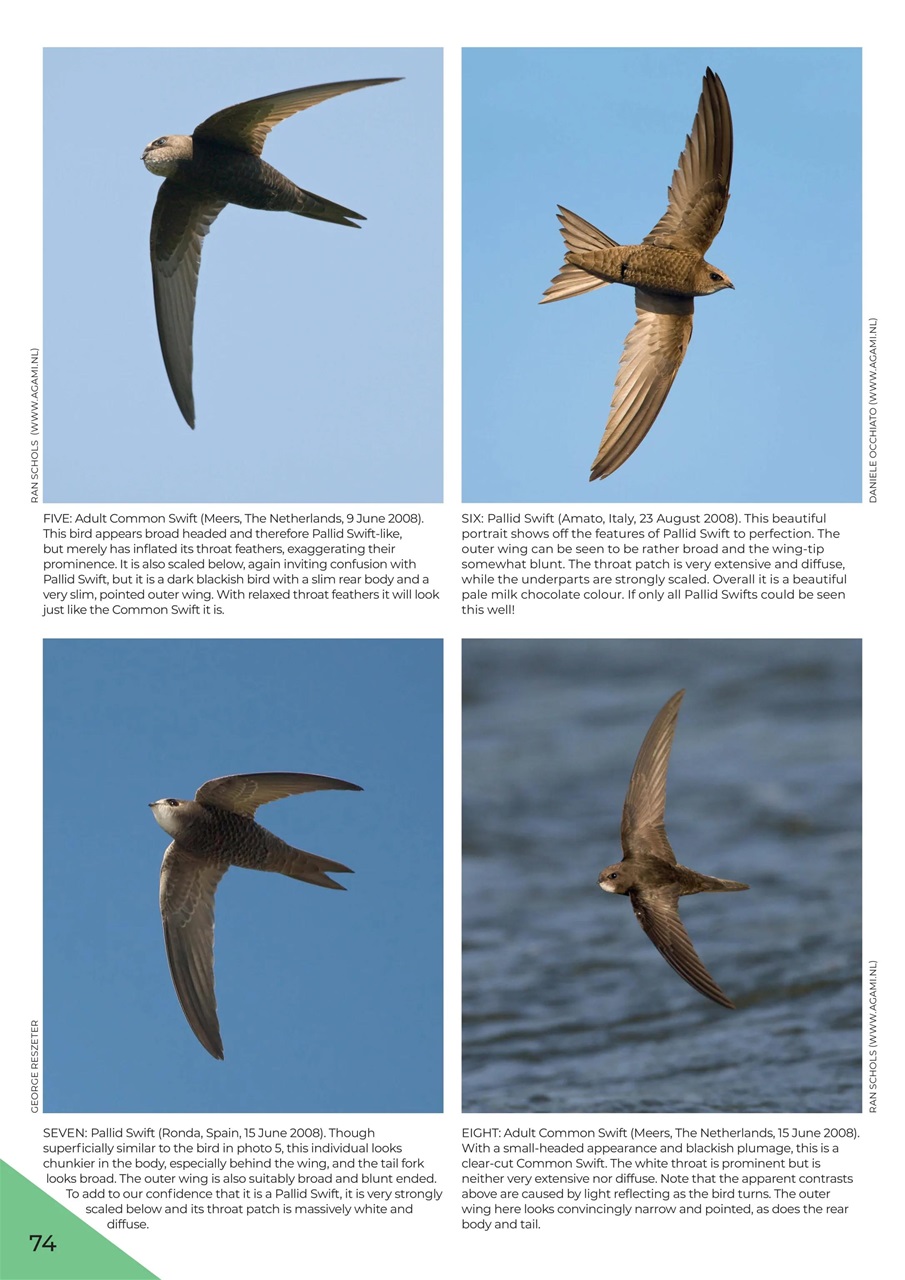 Birdwatch Magazine Preview Pages