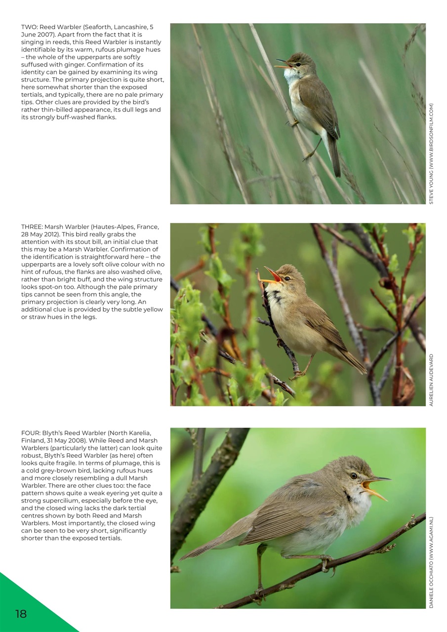 Bird ID Photo Guides Preview Pages