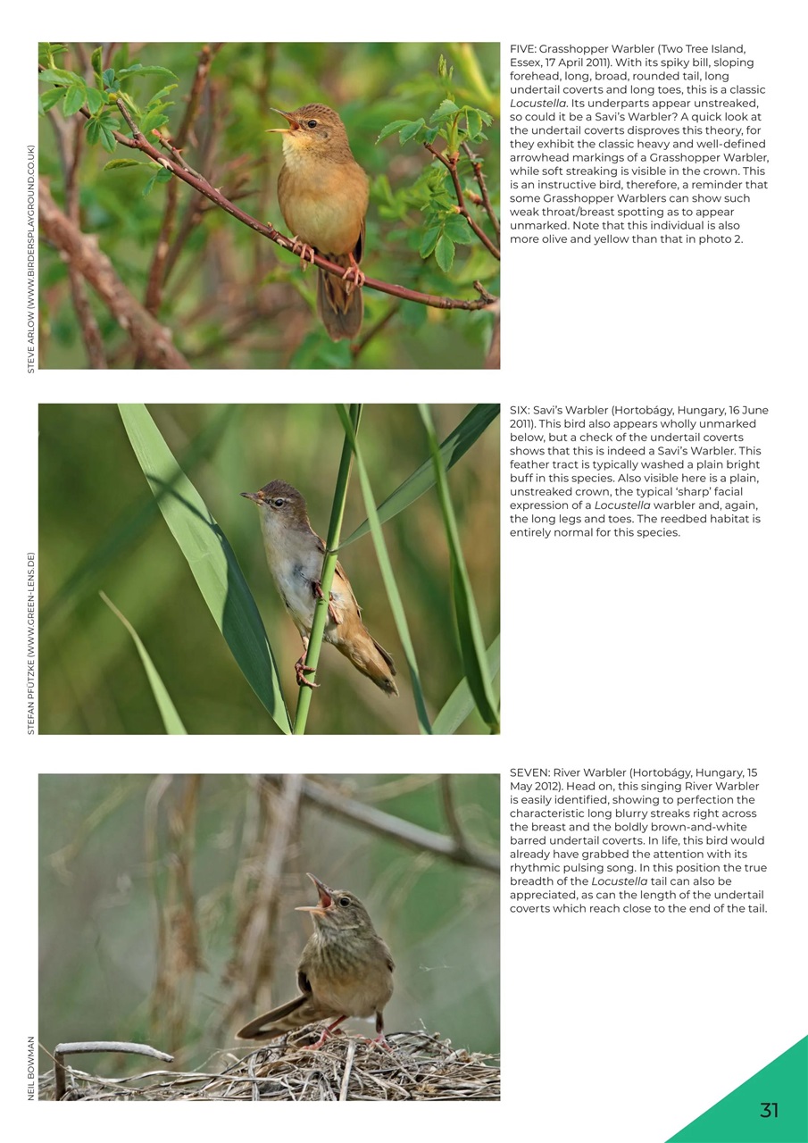 Bird ID Photo Guides Preview Pages