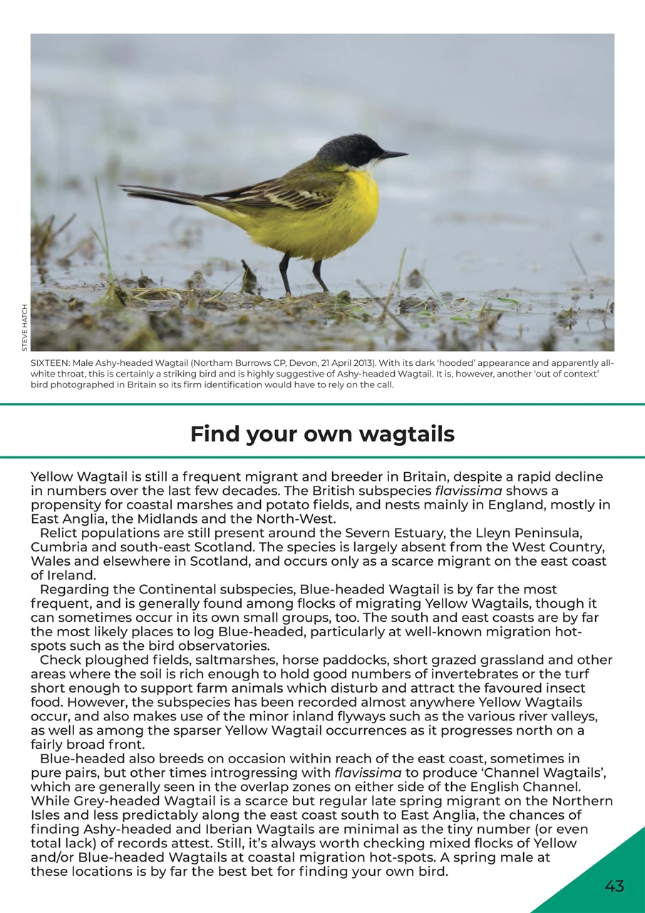 Bird ID Photo Guides Preview Pages