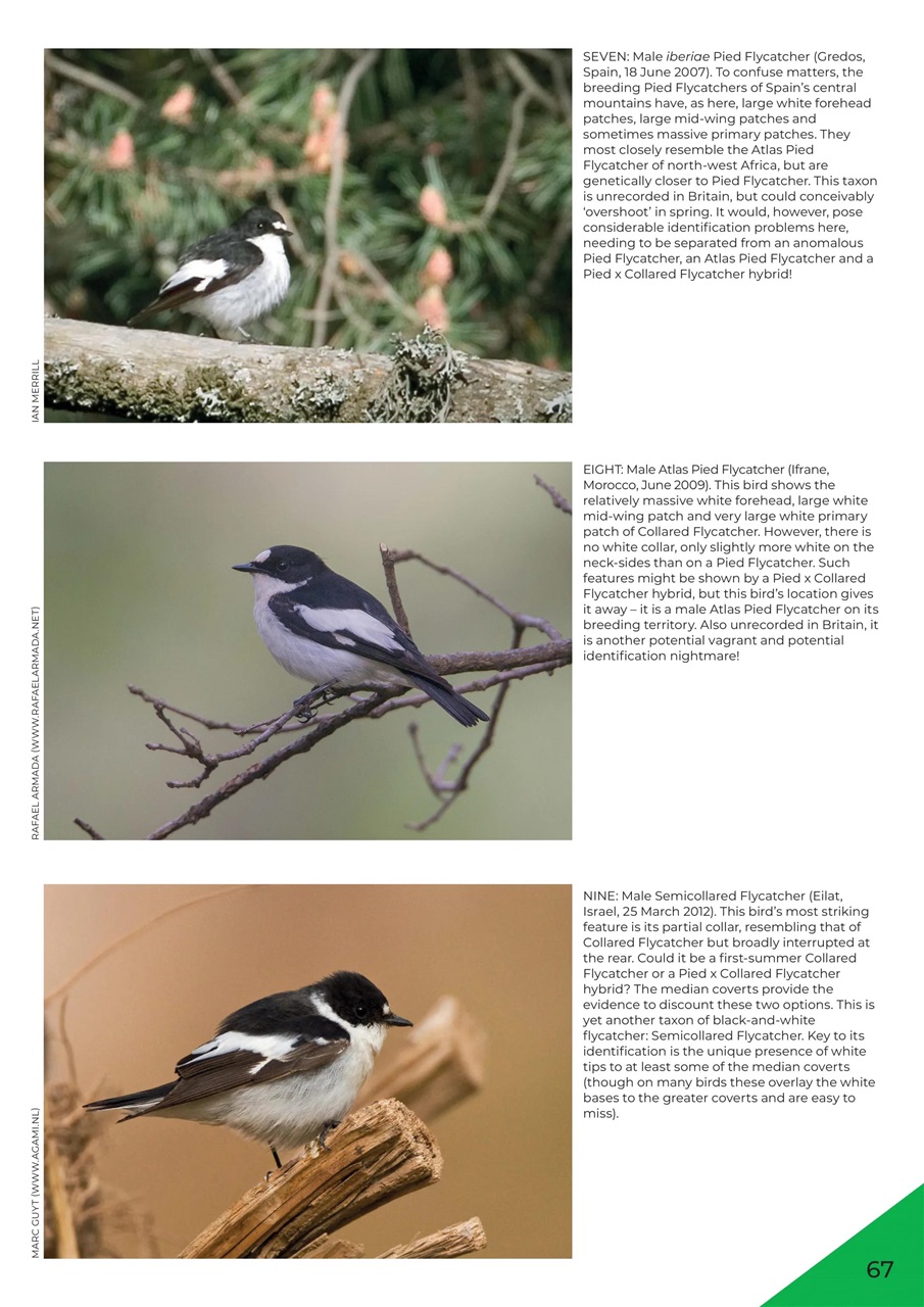 Bird ID Photo Guides Preview Pages