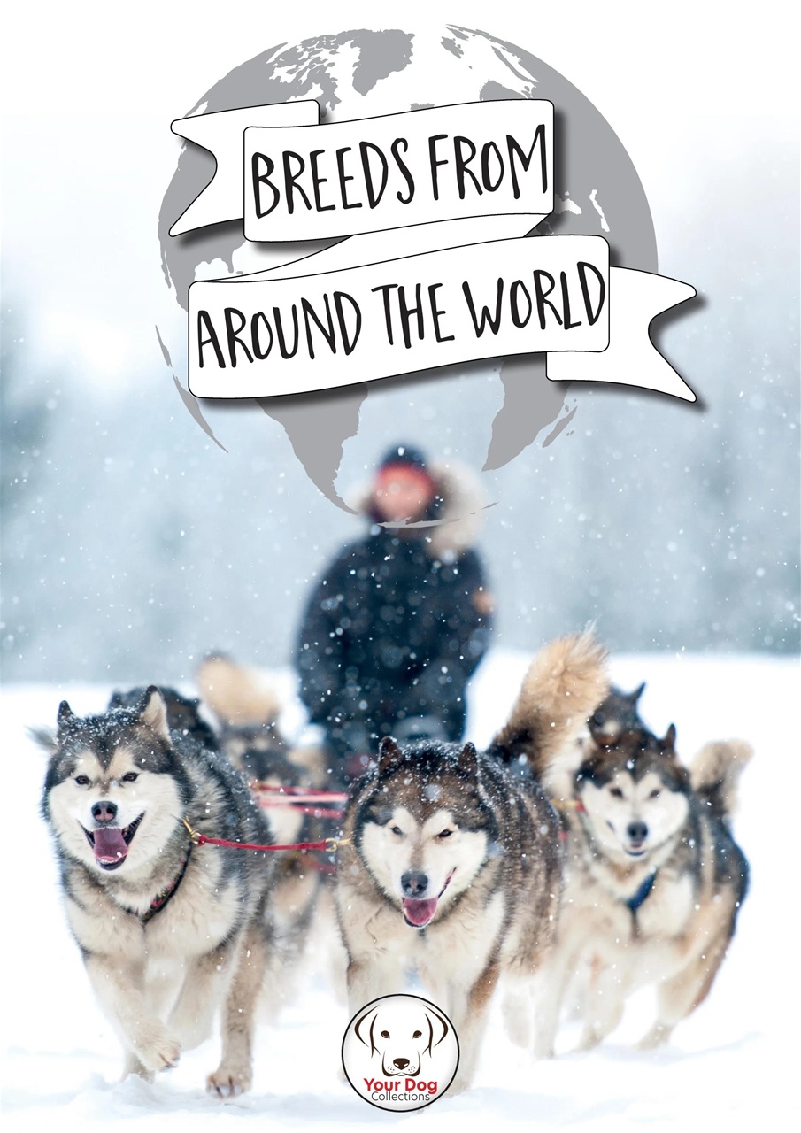 Your Dog Preview Pages