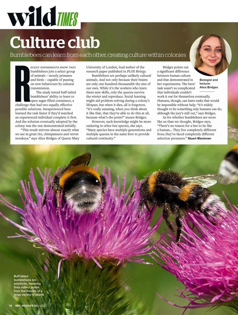 BBC Wildlife Magazine Preview Pages