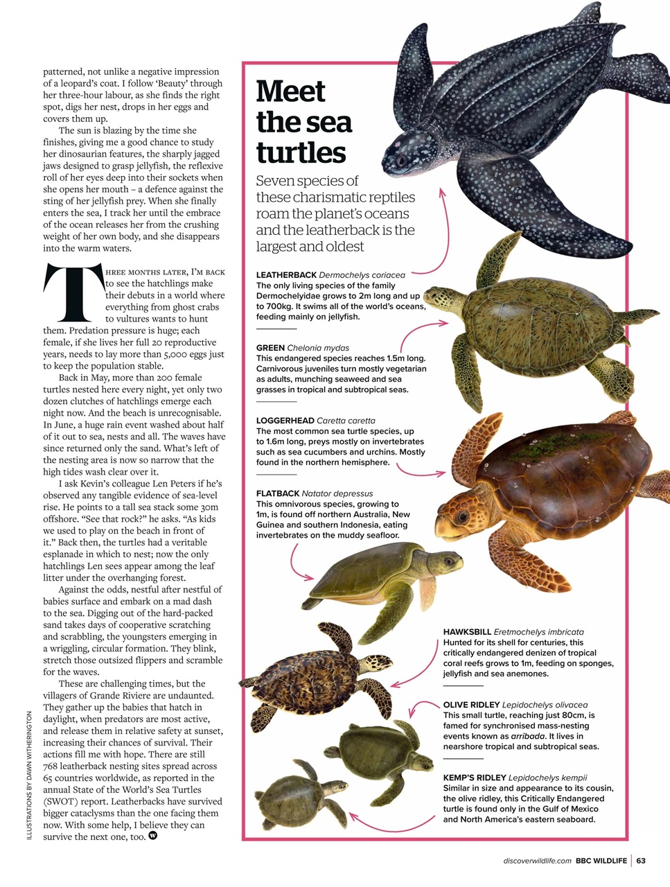 BBC Wildlife Magazine Preview Pages