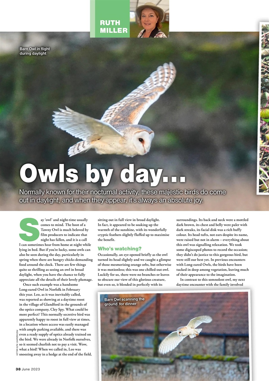 Bird Watching Preview Pages