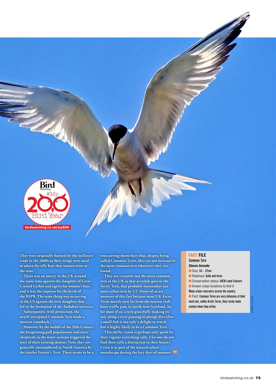 Bird Watching Preview Pages