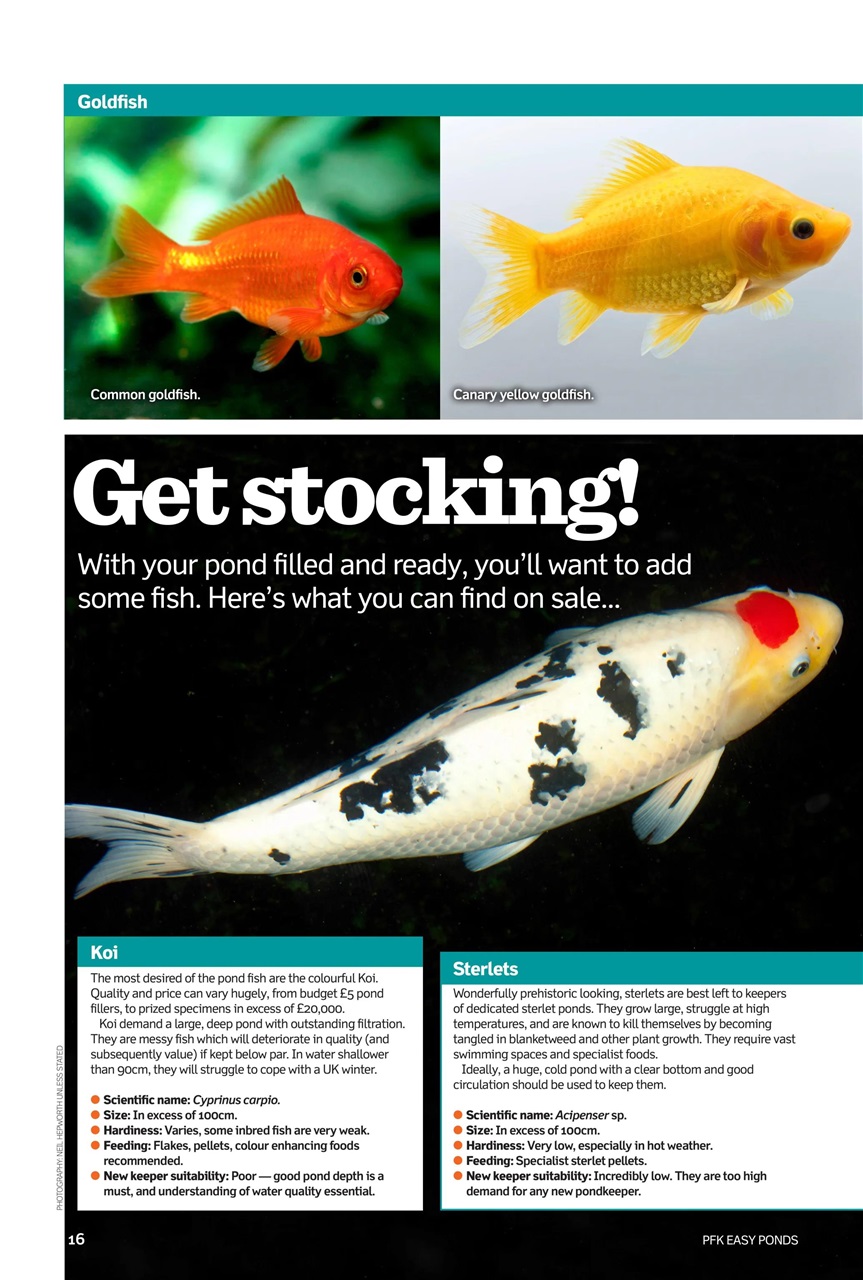 Practical Fishkeeping Preview Pages