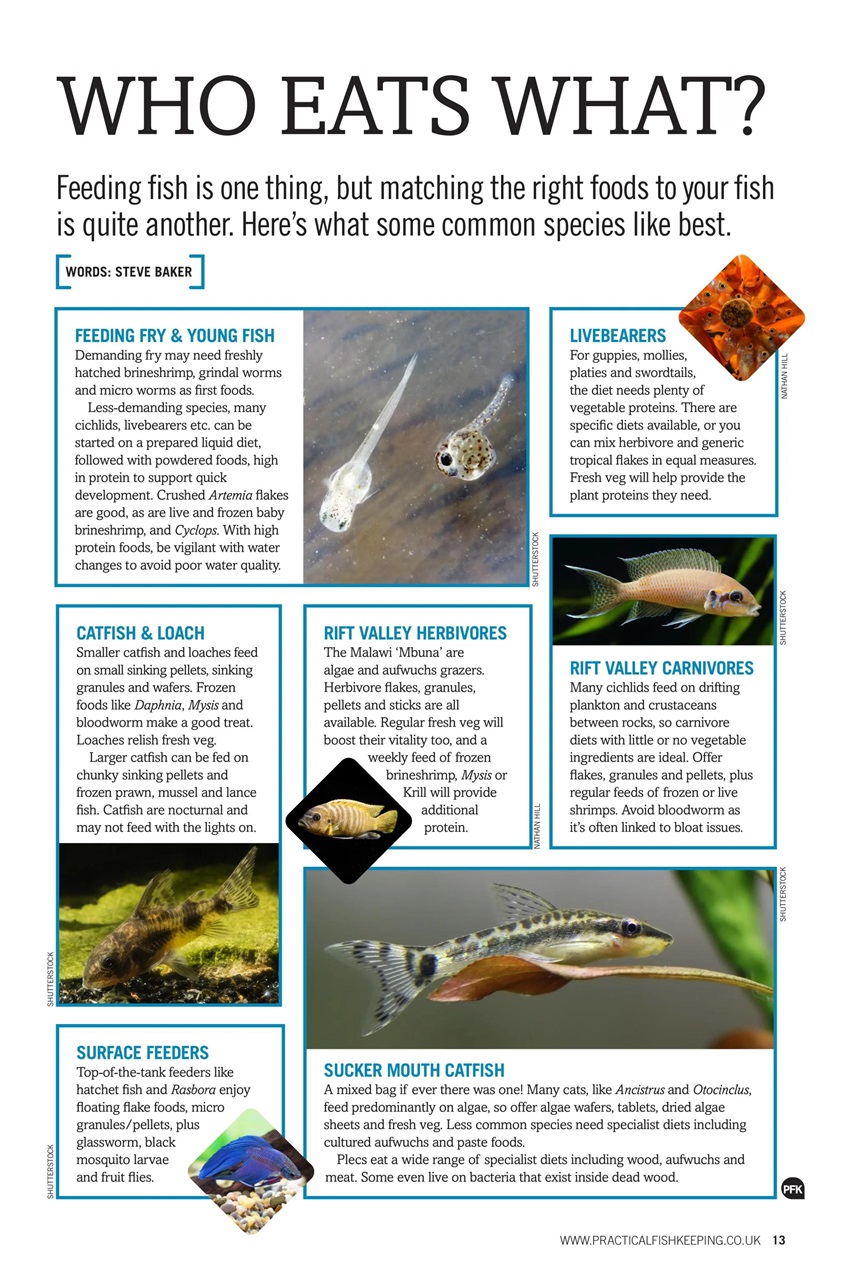 Practical Fishkeeping Preview Pages