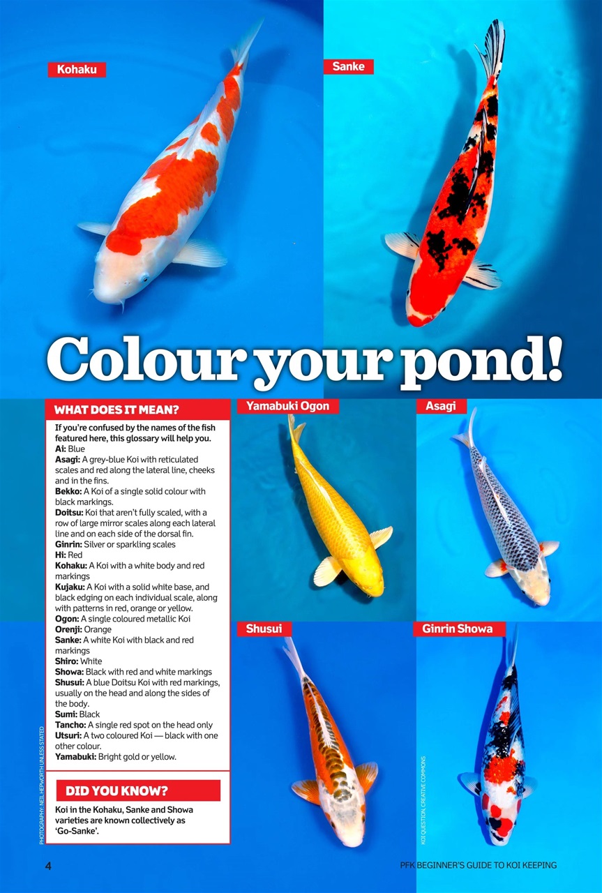 Practical Fishkeeping Preview Pages