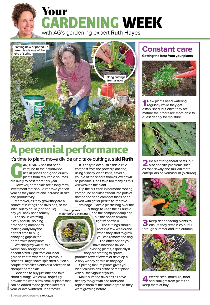 Amateur Gardening Preview Pages