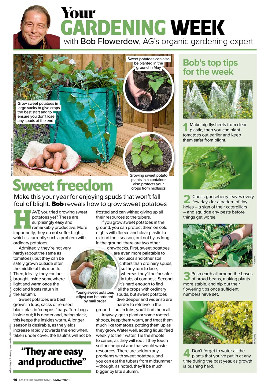 Amateur Gardening Preview Pages