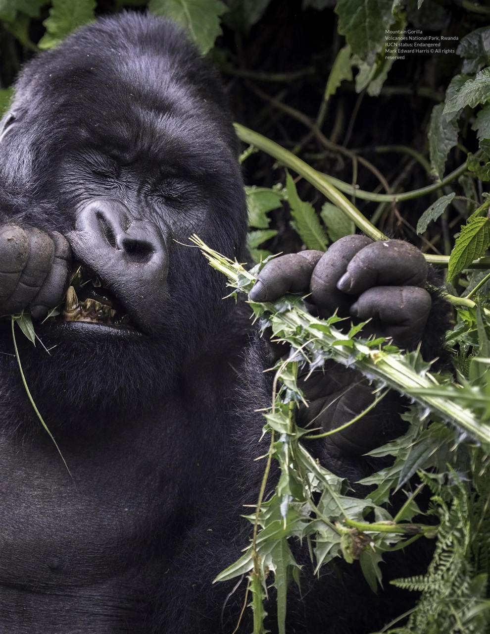 Lens Magazine Preview Pages