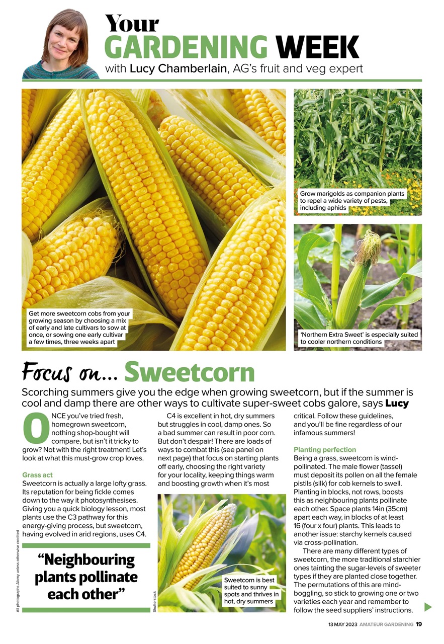 Amateur Gardening Preview Pages