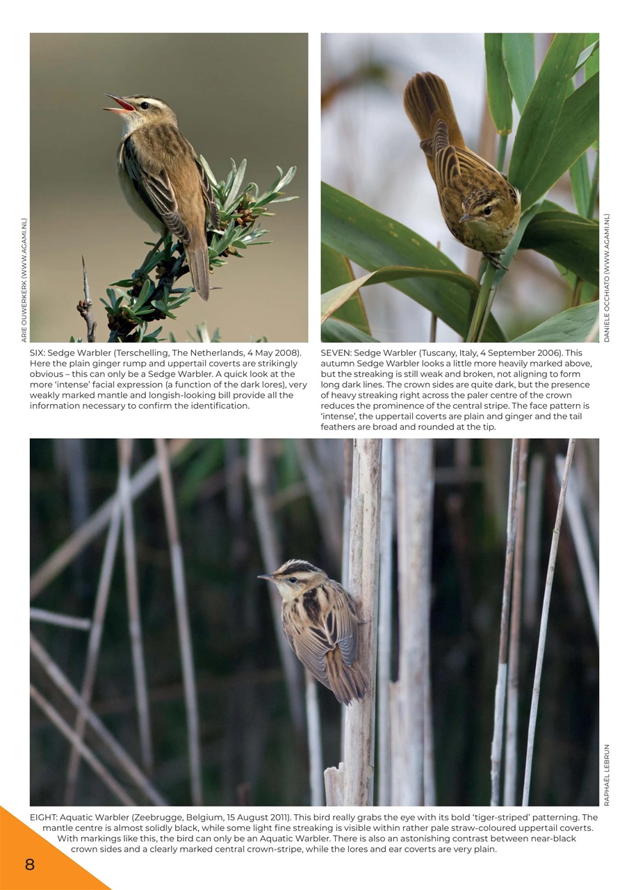 Bird ID Photo Guides Preview Pages
