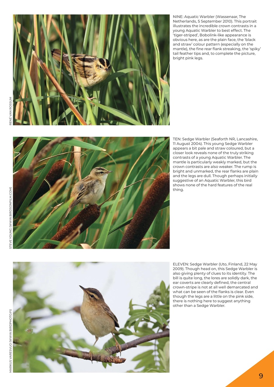 Bird ID Photo Guides Preview Pages