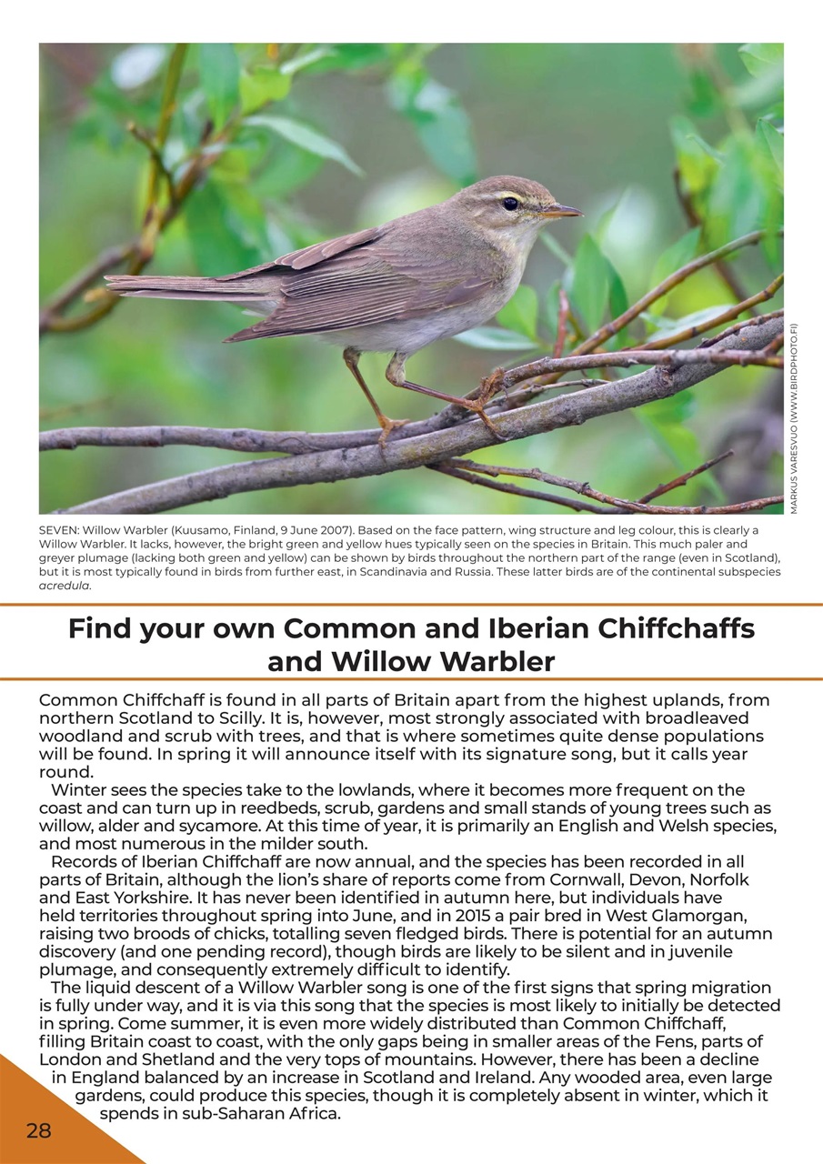 Bird ID Photo Guides Preview Pages