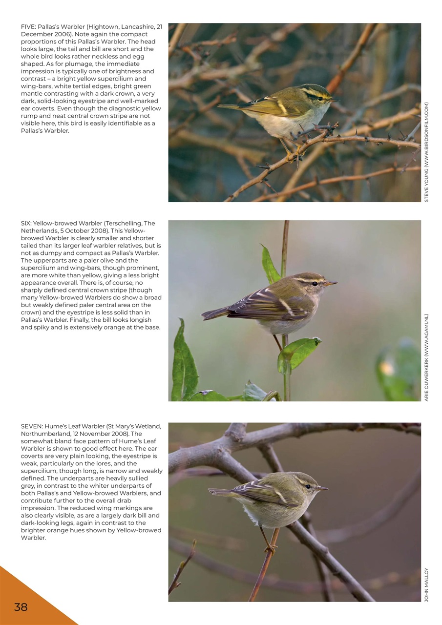 Bird ID Photo Guides Preview Pages