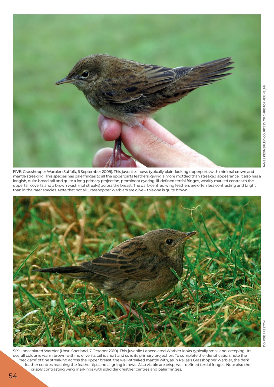 Bird ID Photo Guides Preview Pages