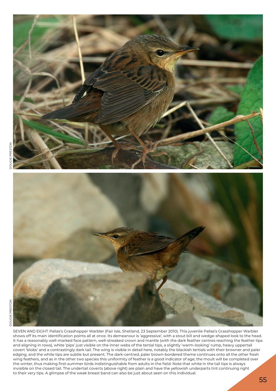 Bird ID Photo Guides Preview Pages