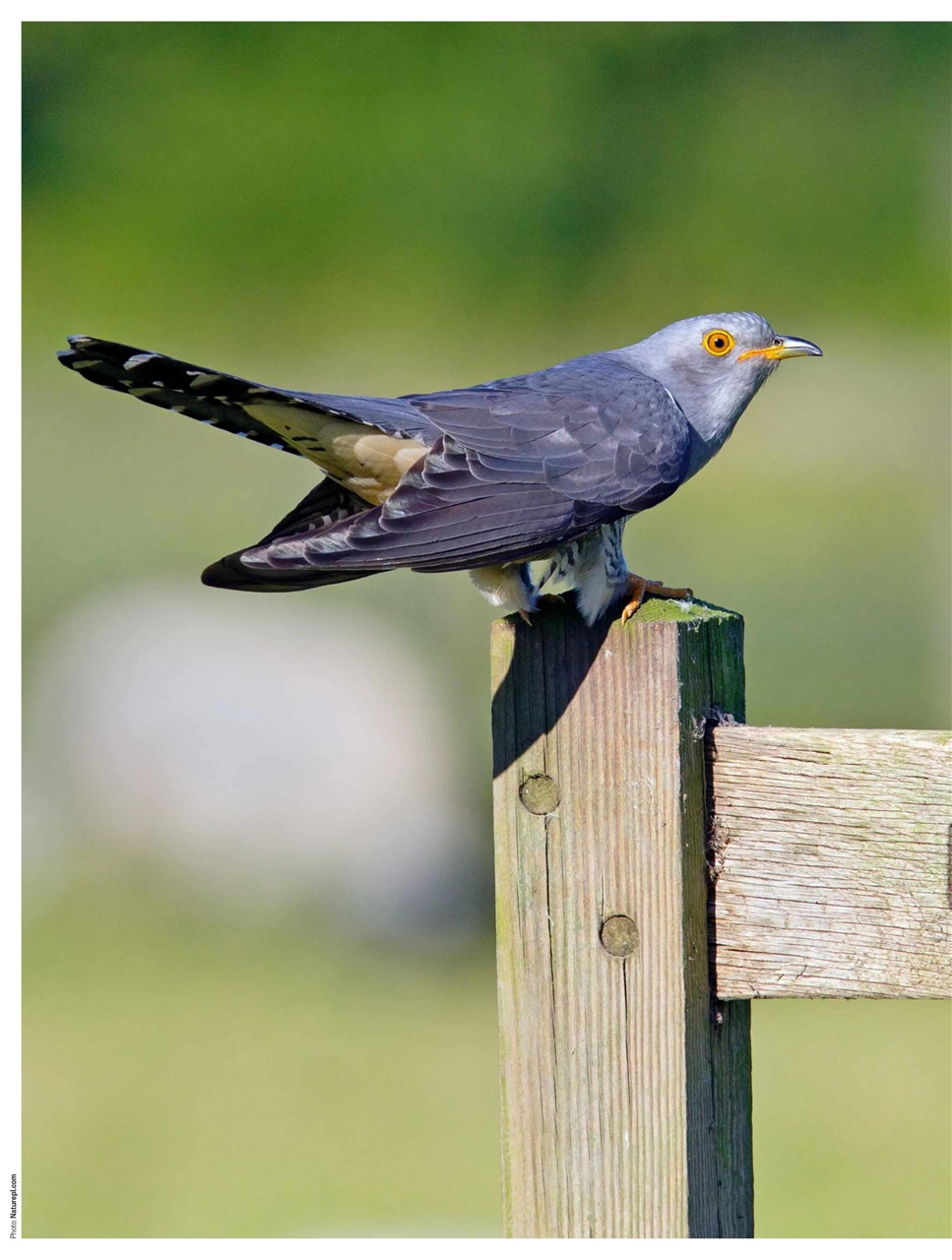 BBC Countryfile Magazine Preview Pages