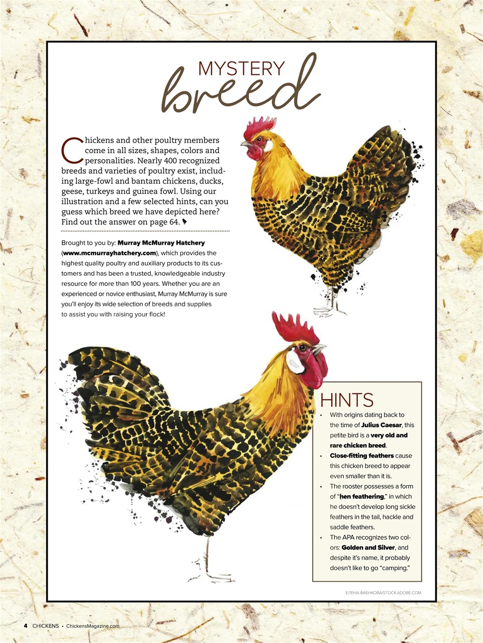 Chickens Magazine Preview Pages