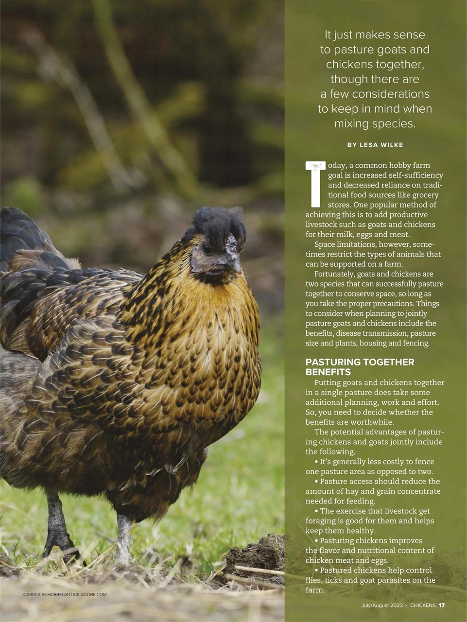 Chickens Magazine Preview Pages