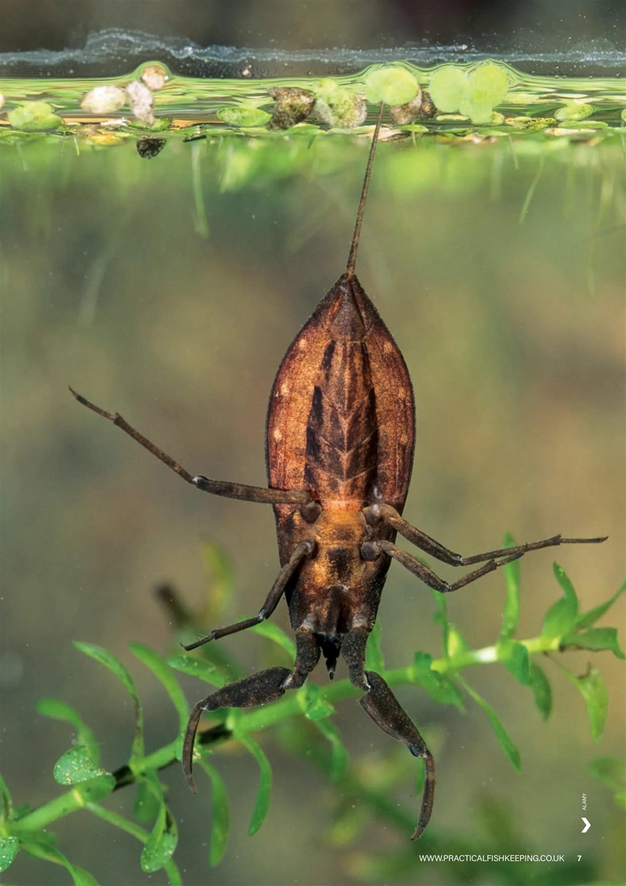 Practical Fishkeeping Preview Pages