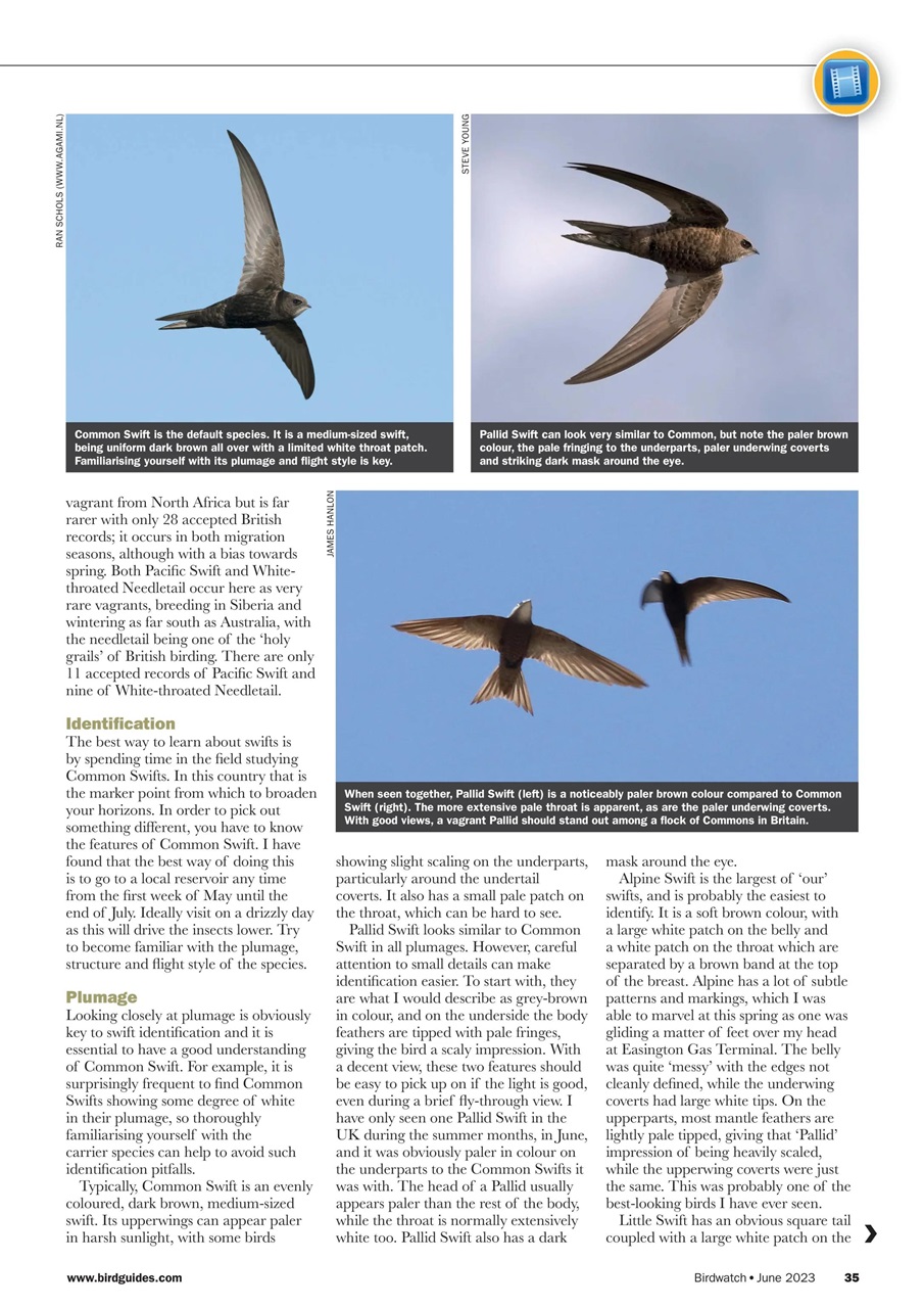 Birdwatch Magazine Preview Pages