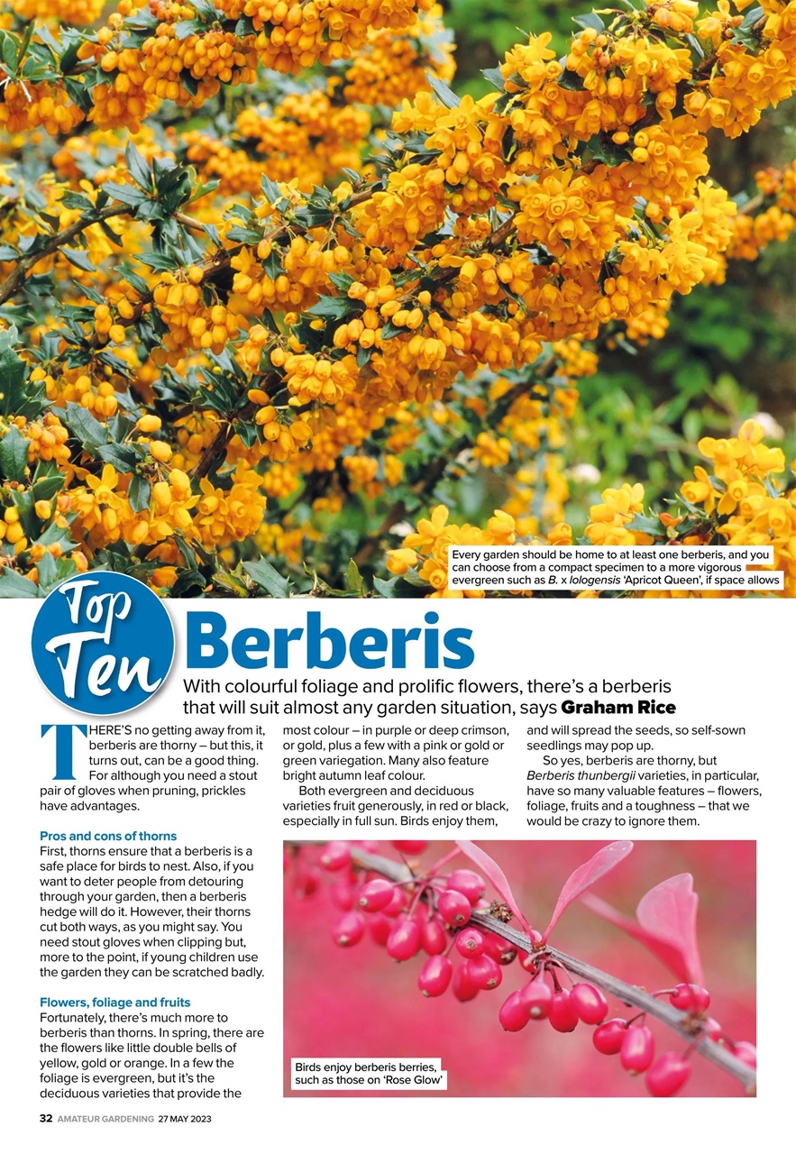 Amateur Gardening Preview Pages