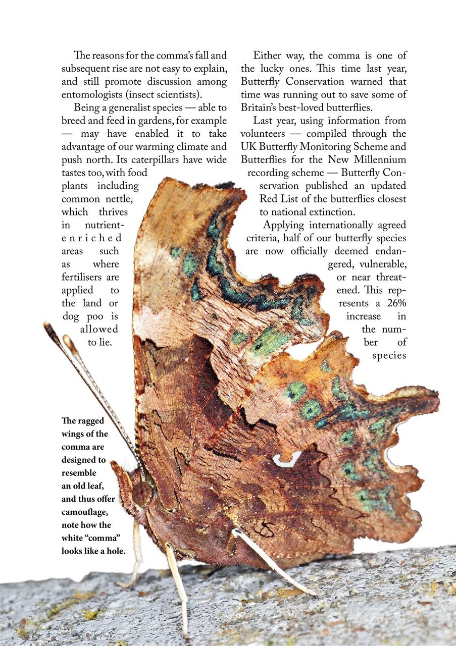 The Countryman Preview Pages