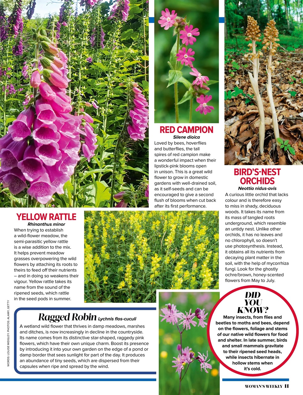 Woman's Weekly Preview Pages