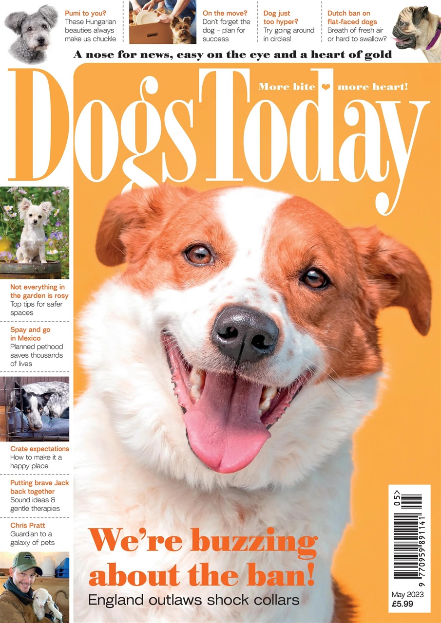 Dogs Today Magazine Preview Pages