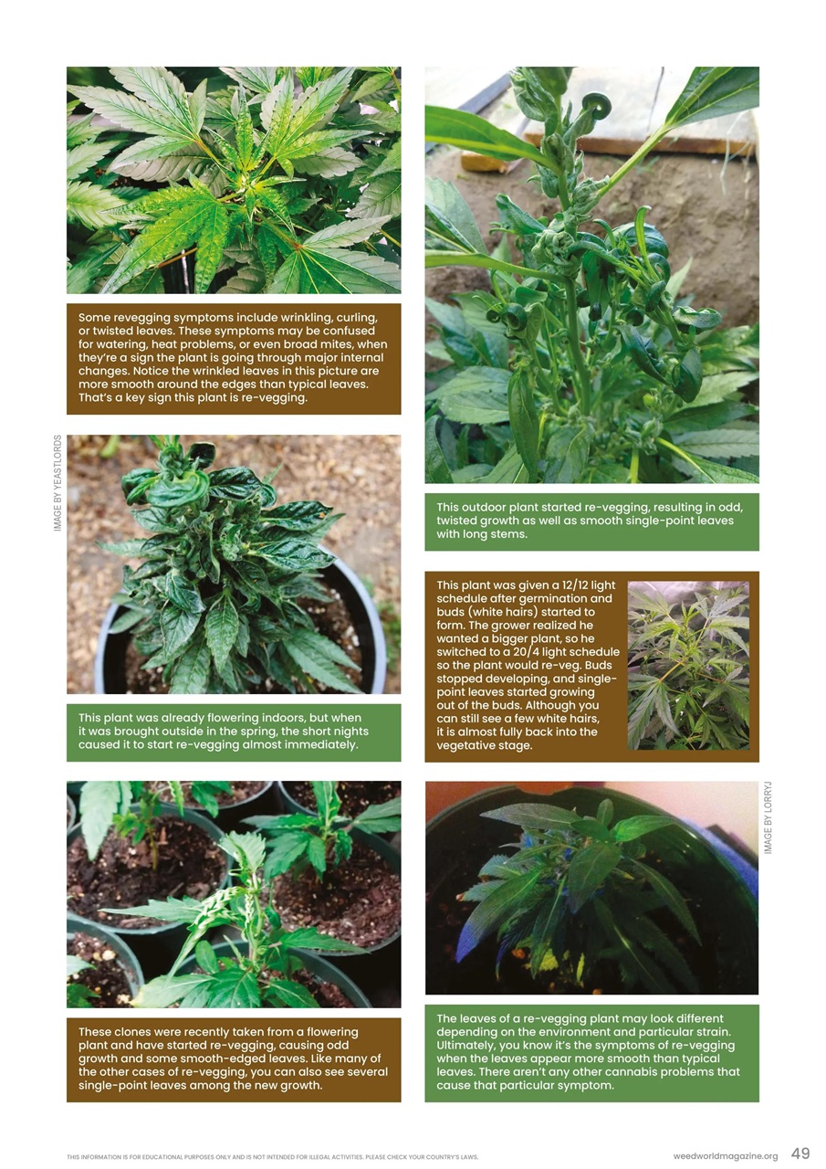 Weed World Preview Pages