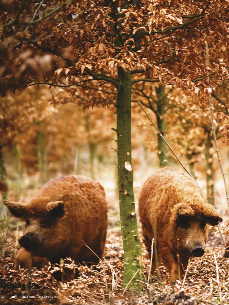 Hobby Farms Magazine Preview Pages