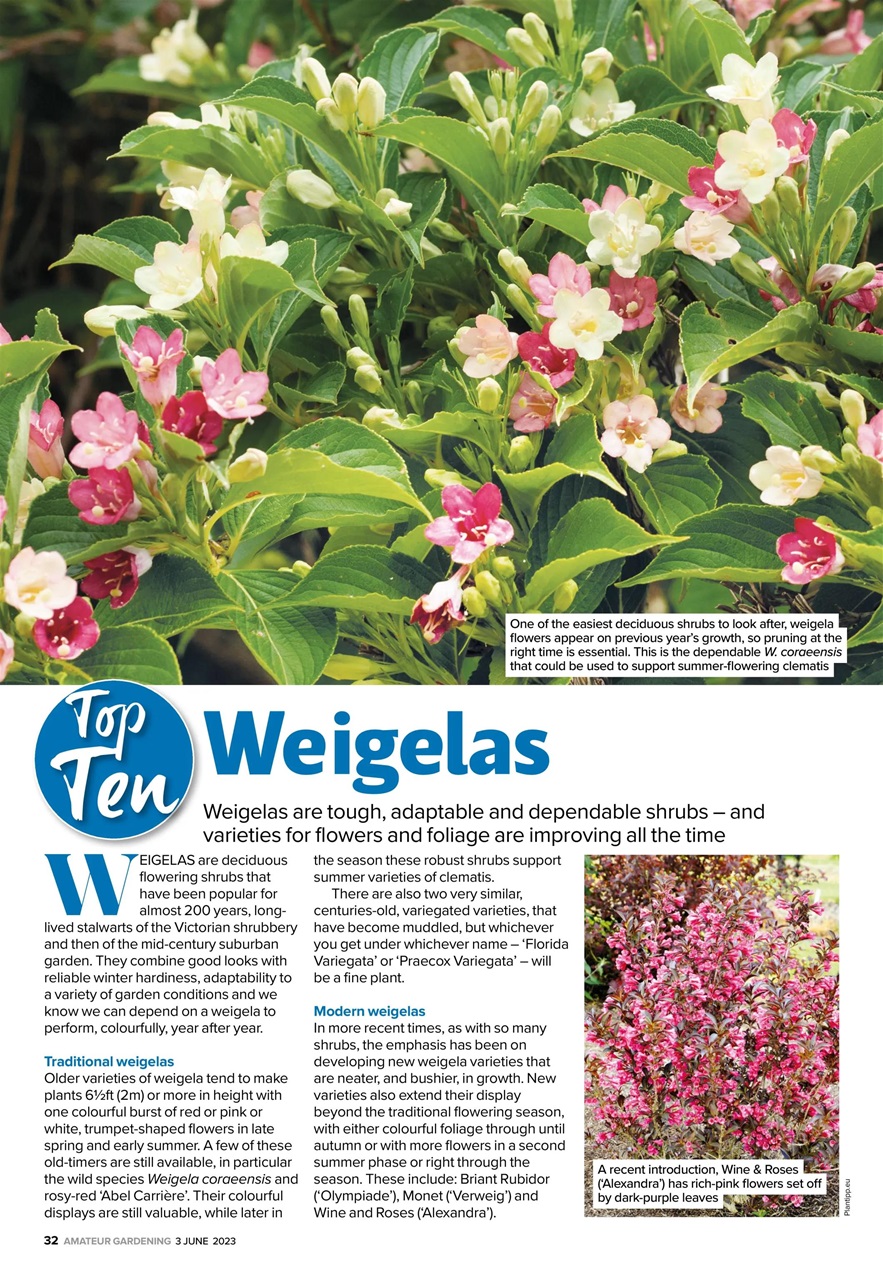 Amateur Gardening Preview Pages