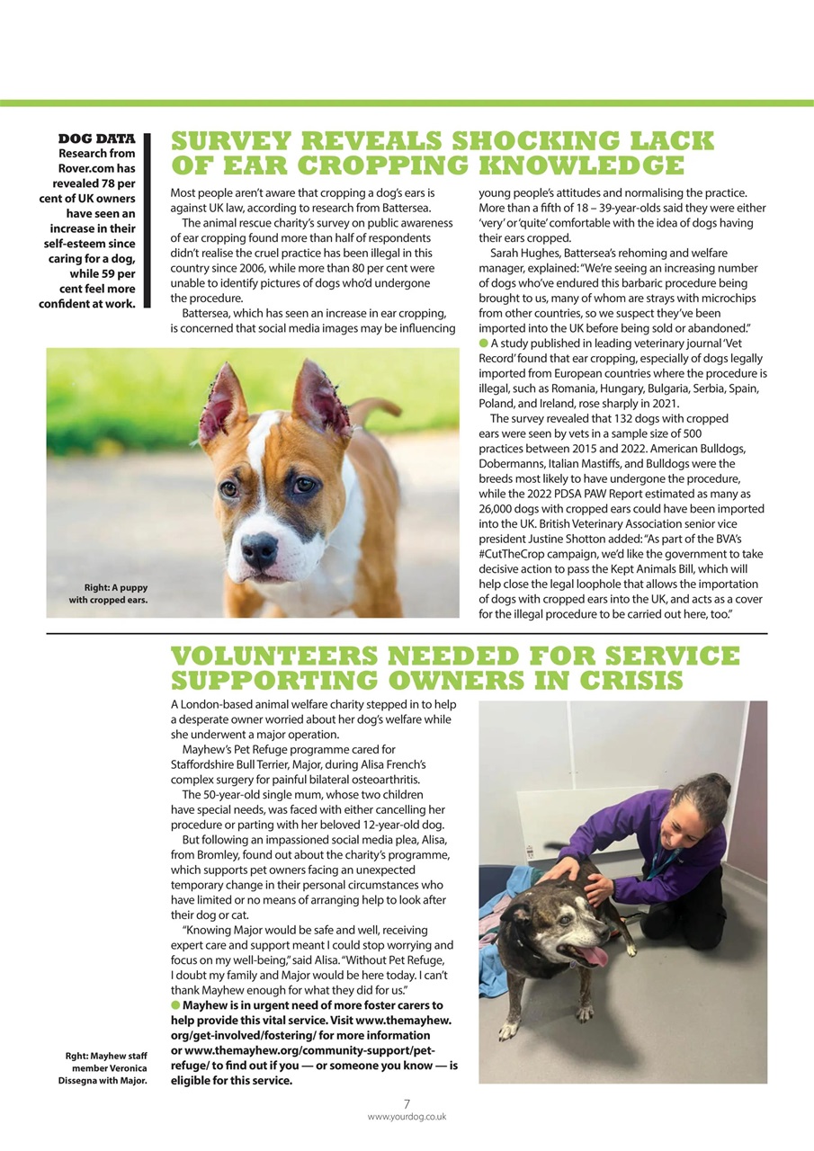 Your Dog Preview Pages