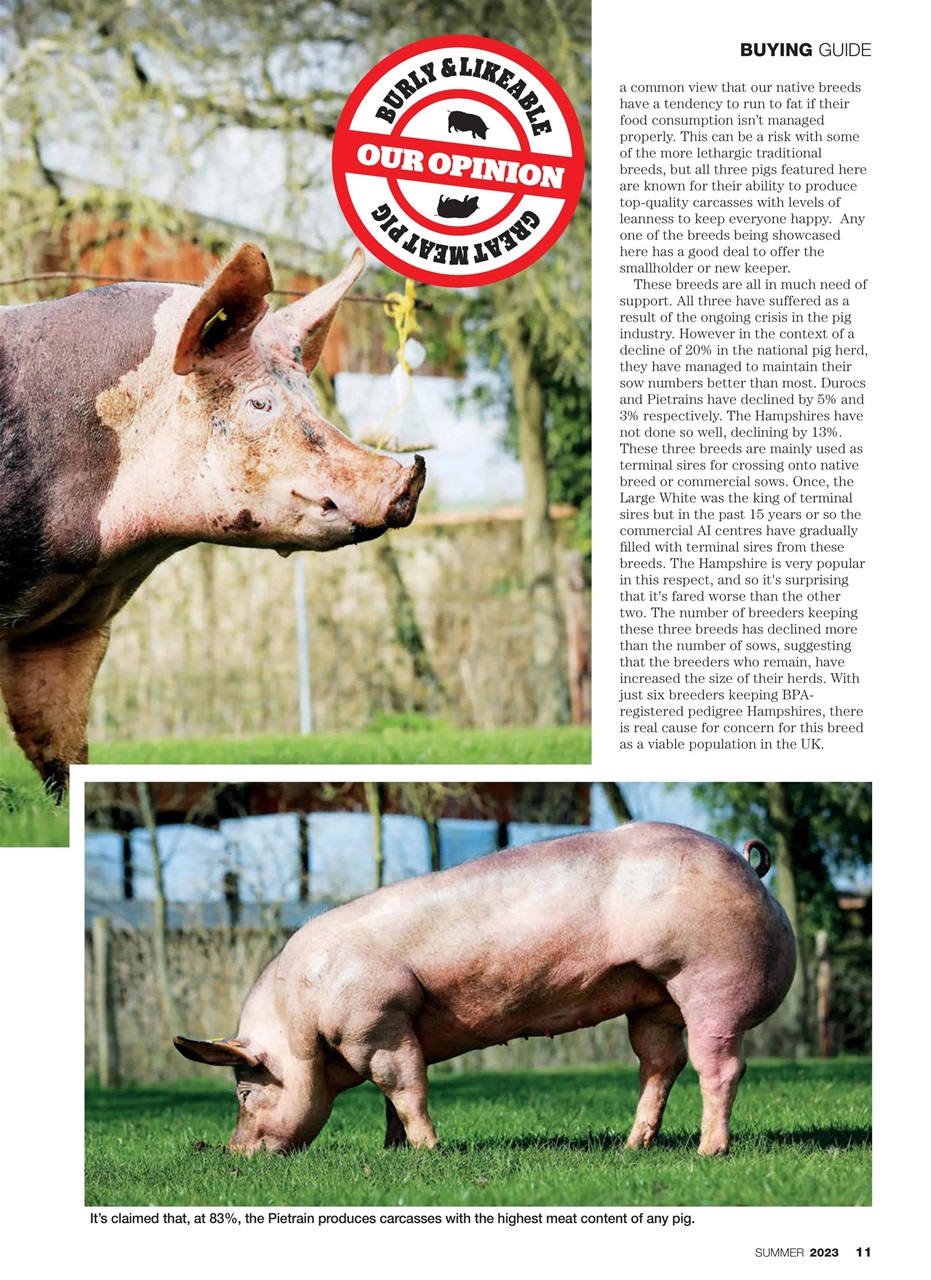 Practical Pigs Preview Pages