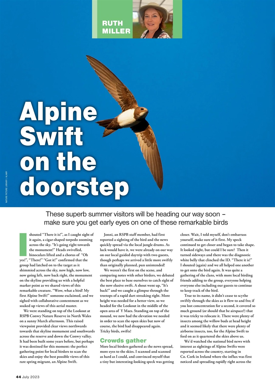 Bird Watching Preview Pages