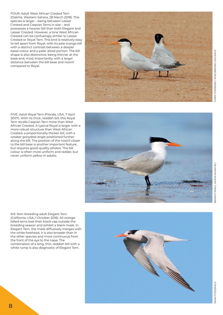 Birdwatch Magazine Preview Pages
