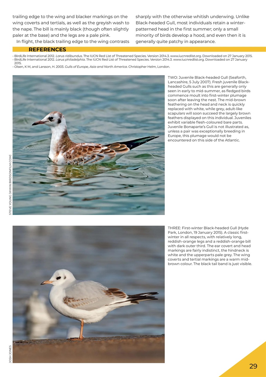 Birdwatch Magazine Preview Pages