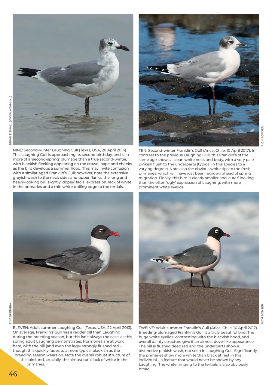 Birdwatch Magazine Preview Pages