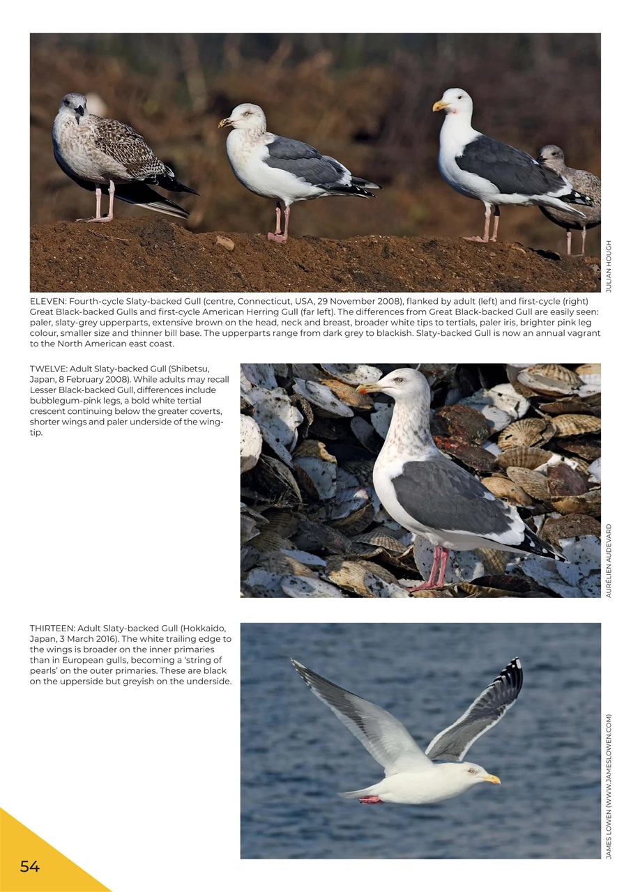 Birdwatch Magazine Preview Pages