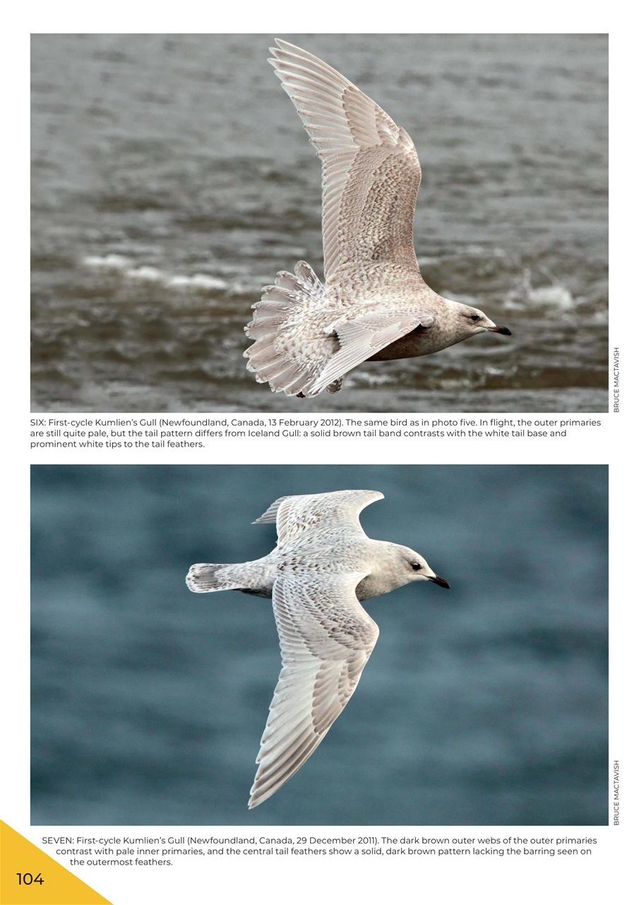 Birdwatch Magazine Preview Pages