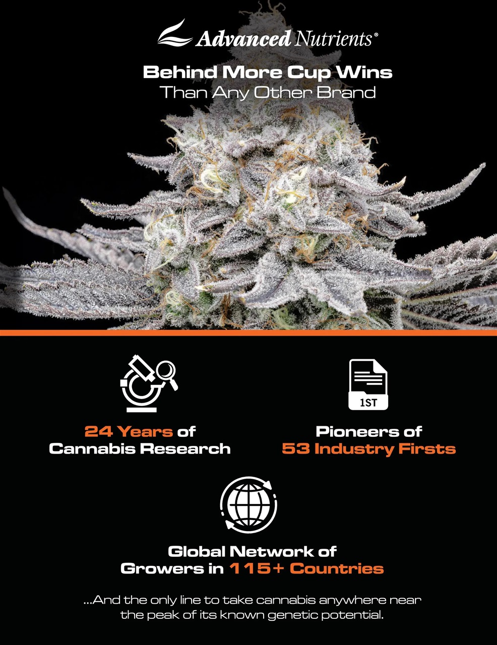 Cannabis Now Preview Pages