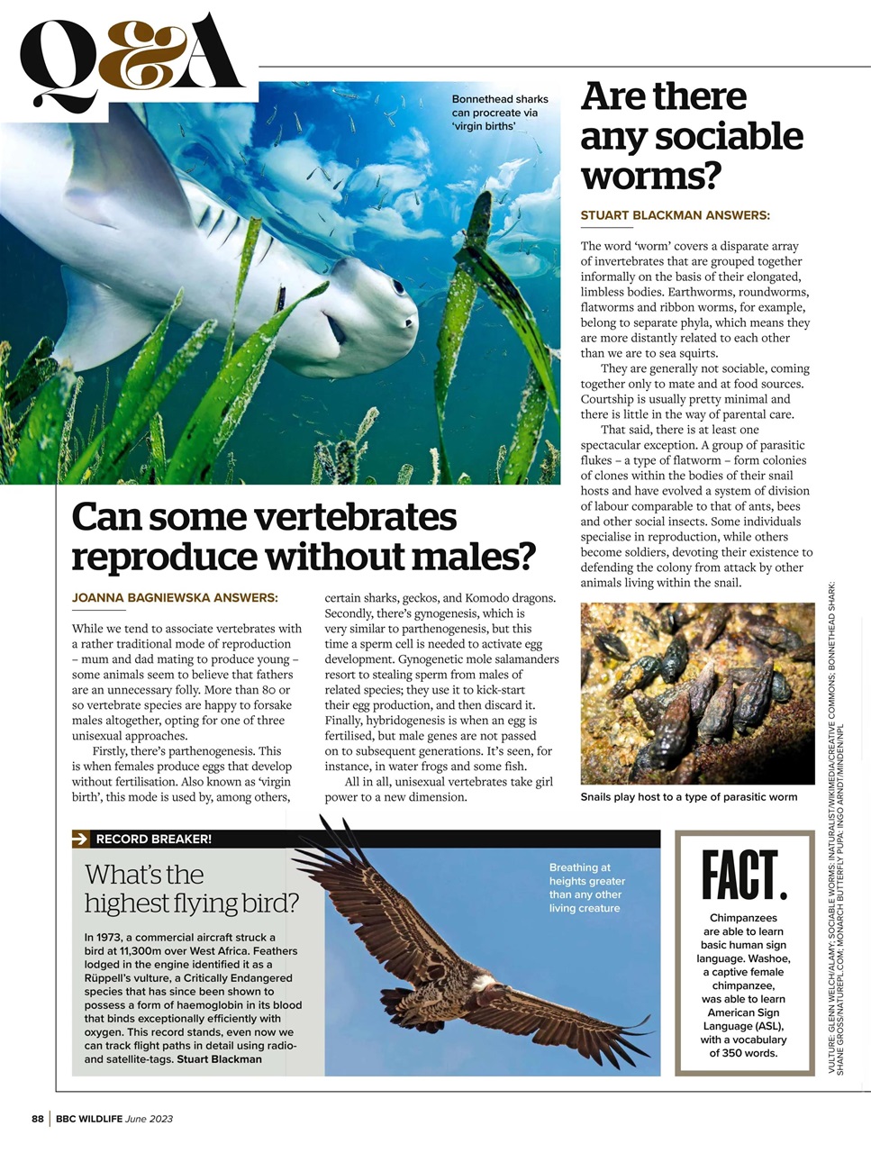 BBC Wildlife Magazine Preview Pages