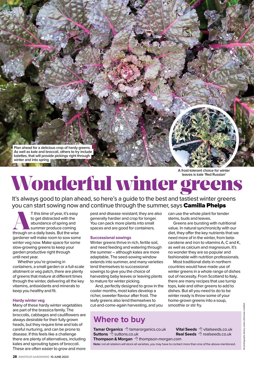 Amateur Gardening Preview Pages