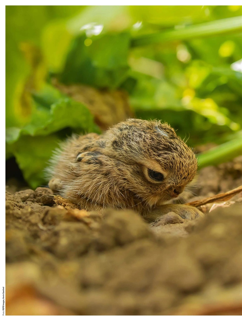 BBC Countryfile Magazine Preview Pages